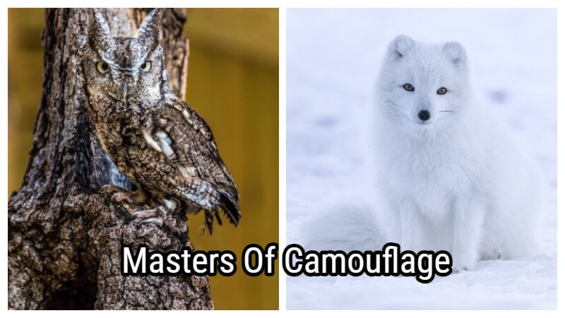 5 animals that camouflage