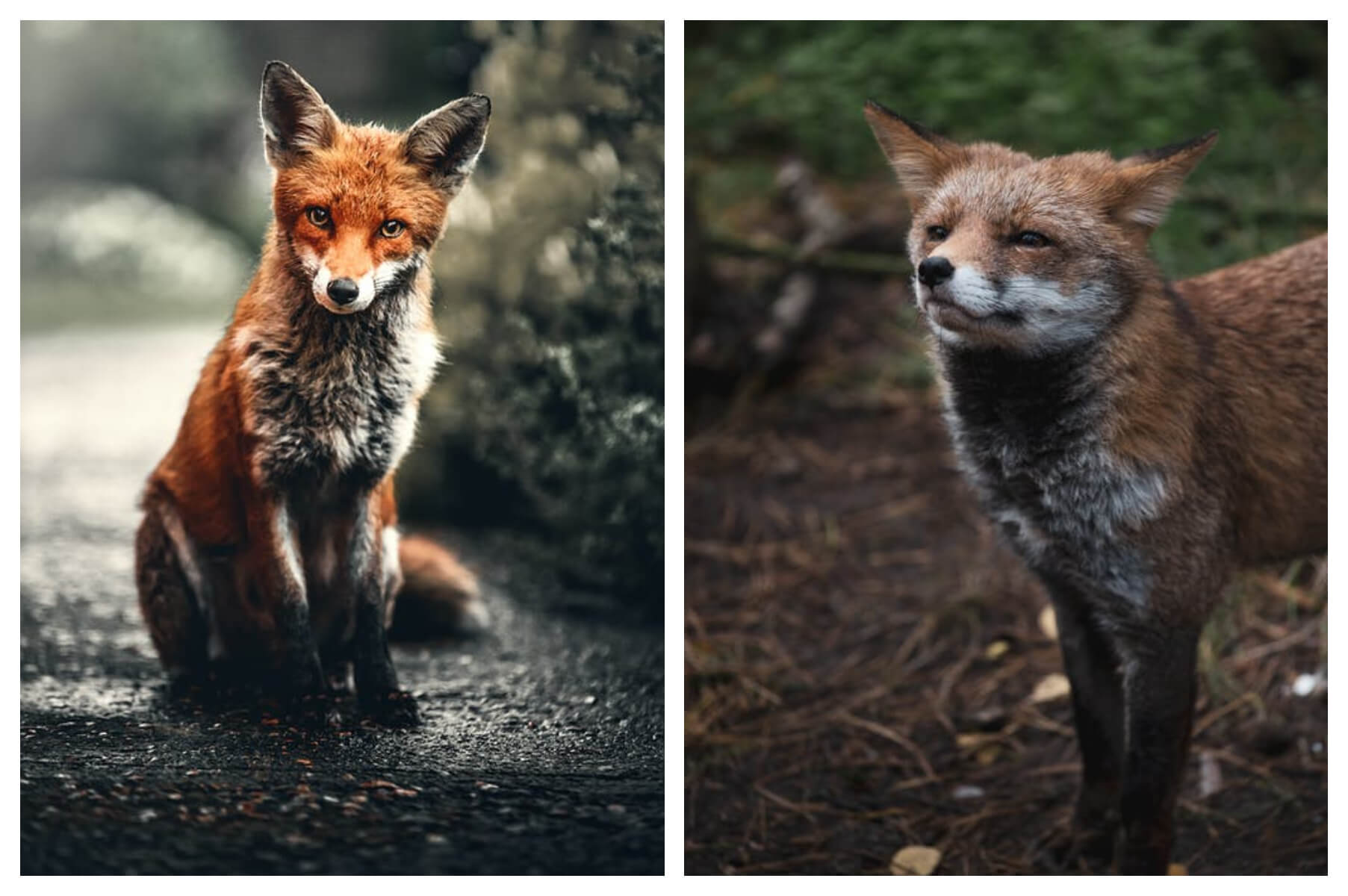 what-does-seeing-a-fox-mean-here-are-all-spiritual-explanations-of-fox