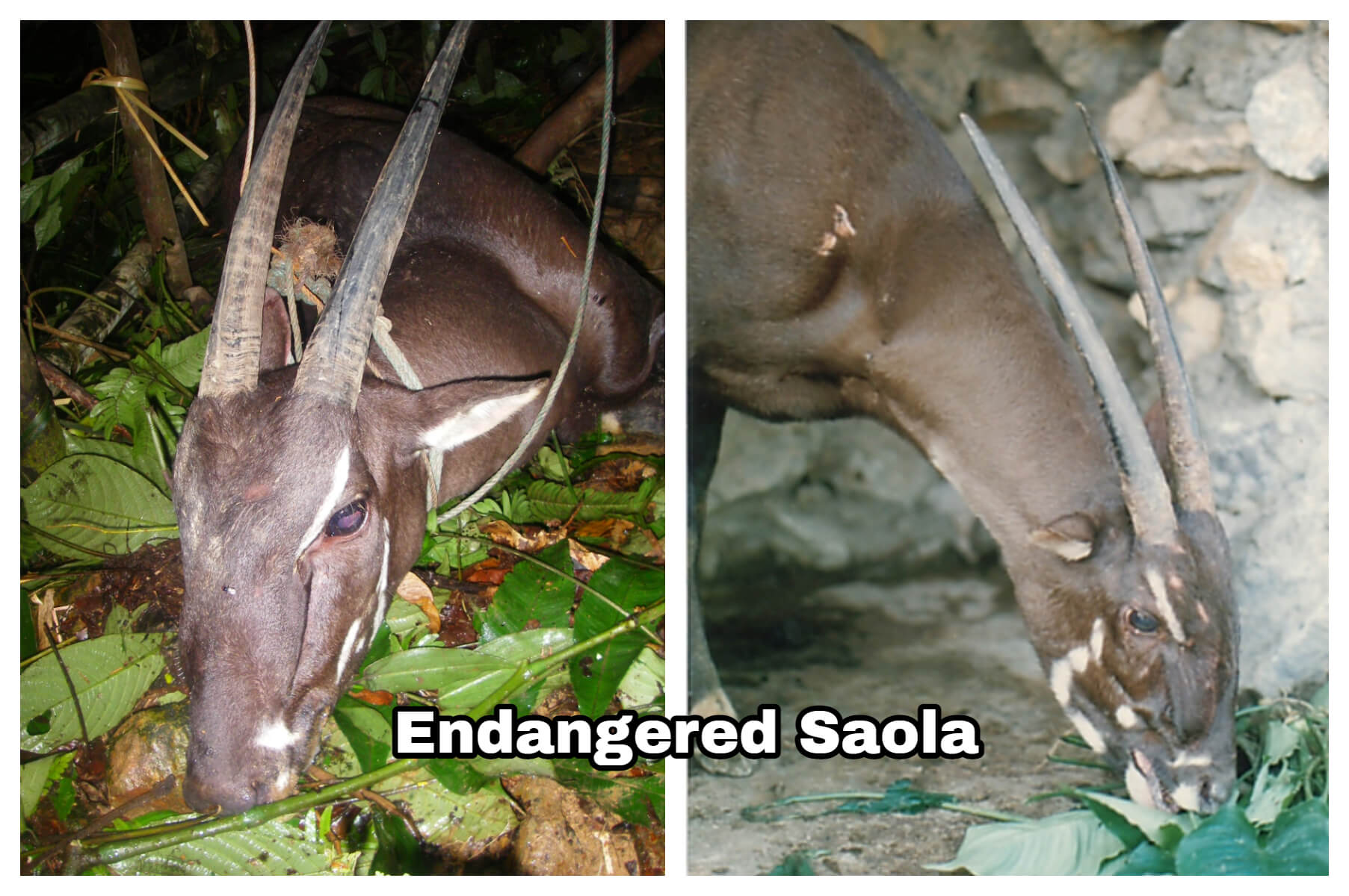 5 Facts About Saola Animal - Why Is the Saola Endangered?