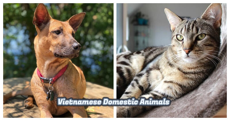 animals native to vietnam 0