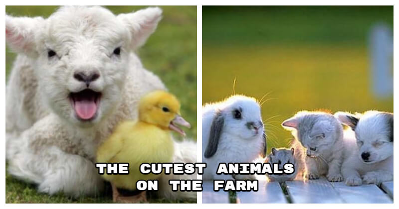 animals on the farm 0