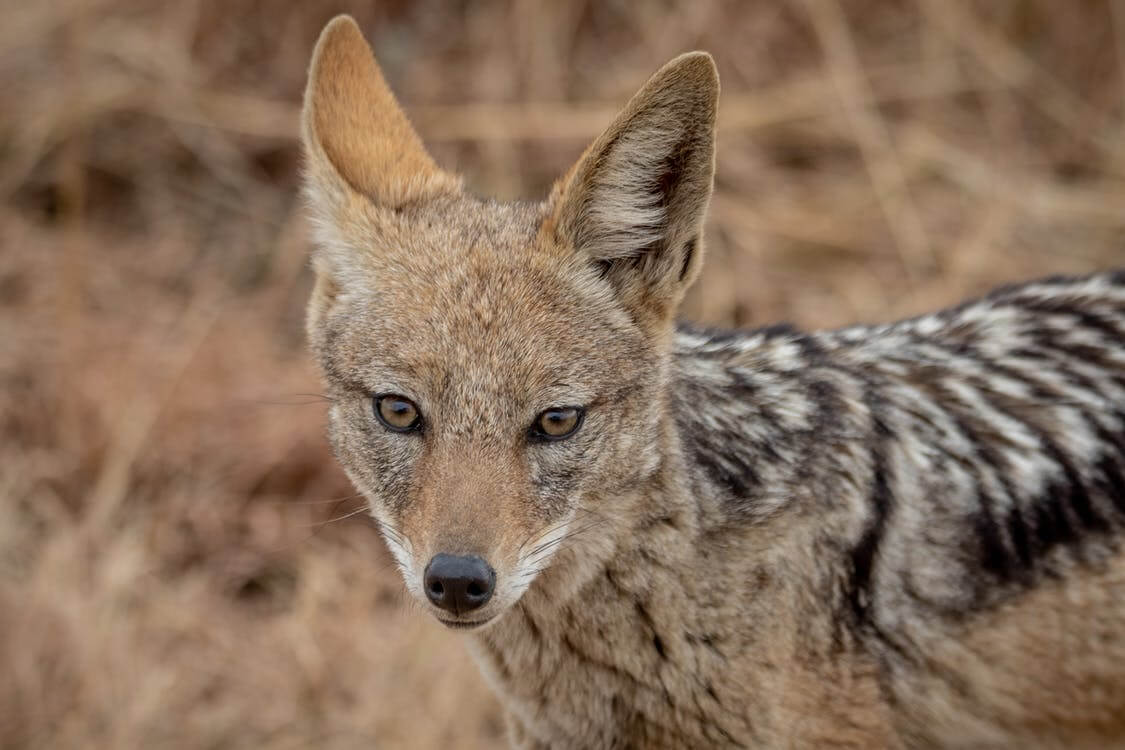 10 Interesting Facts You Need To Know About Jackal Animal