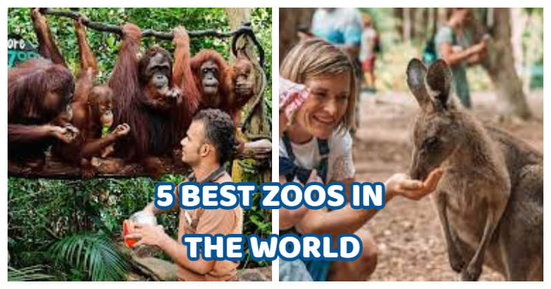 5 Best Animals Zoo In Every Continent Of The World | Aubtu.biz 0
