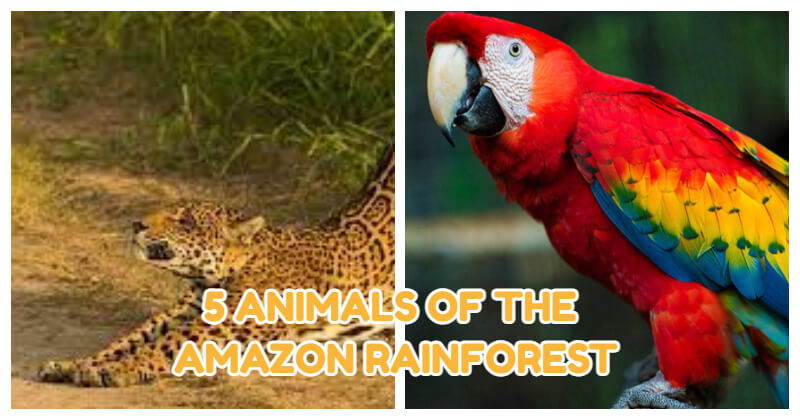 animals of the Amazon rainforest