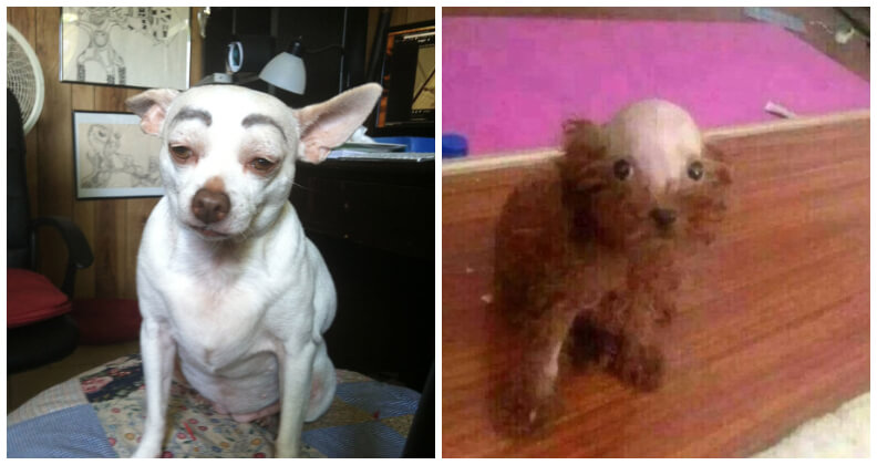 10 Weirdest Dog Pictures That Make You Burst Into Laughter