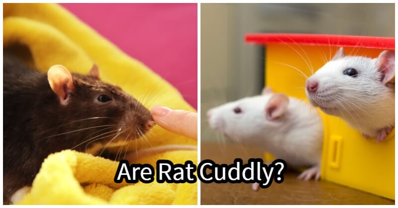 Are rats cuddly?