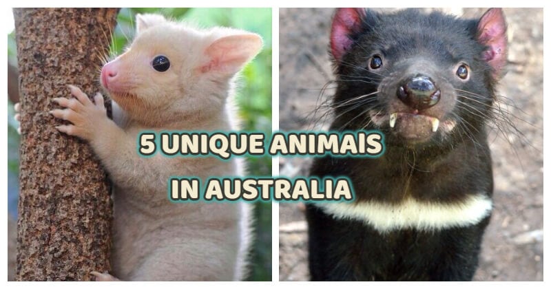 What Are 5 Unique Animals In Australia? | Aubtu.biz 0