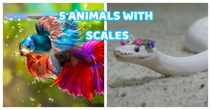 animals with scales 0