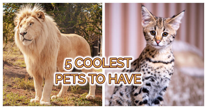 cool pets to have 0
