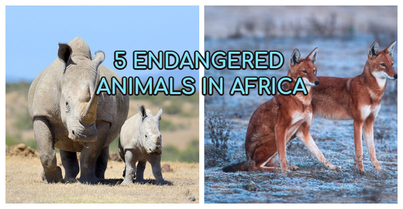 endangered animals in Africa 0