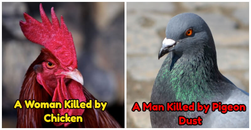 Deaths Caused By Birds