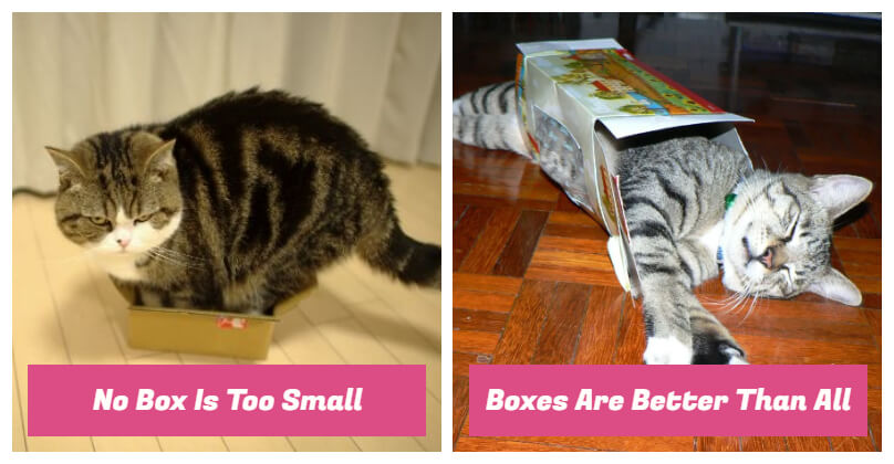 cats love boxes 6545567