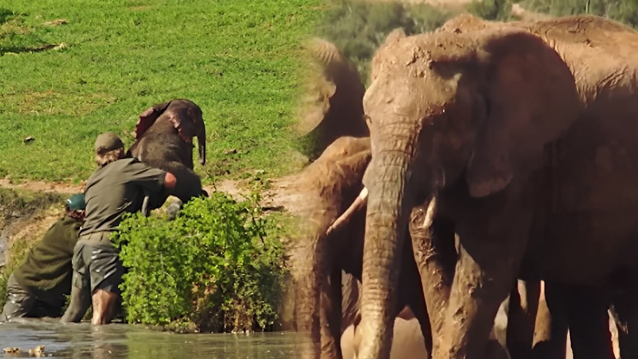 Drowning Baby Elephant Saved By Man, And His Herd Turned Around To Do The Unexpected